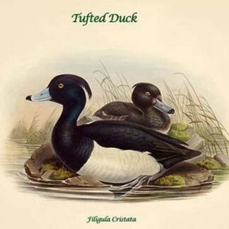 Filigula Cristata - Tufted Duck by John Gould