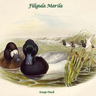 Filigula Marila - Scaup Duck by John Gould