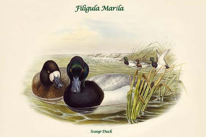 Filigula Marila - Scaup Duck by John Gould