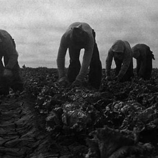 Filipinos cutting lettuce by Dorothea Lange