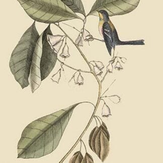 Finch Creeper by Mark Catesby