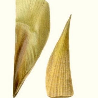 Finshell By John Mawe