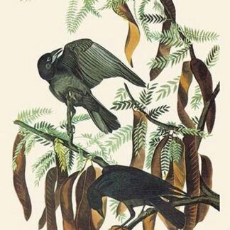 Fish Crow by John James Audubon #2