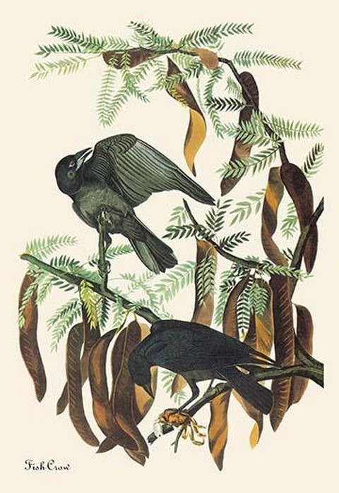 Fish Crow by John James Audubon #2
