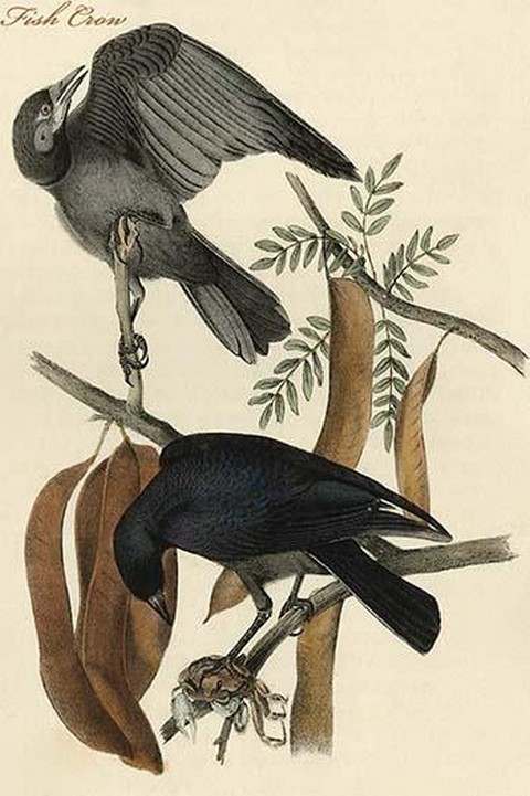 Fish Crow by John James Audubon