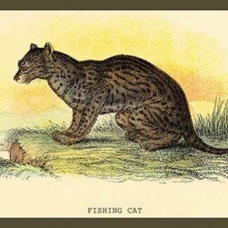 Fishing Cat by Sir William Jardine