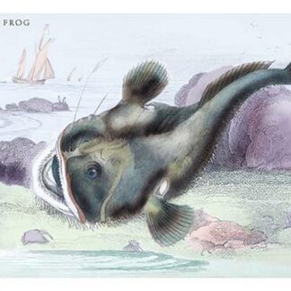 Fishing Frog by Robert Hamilton