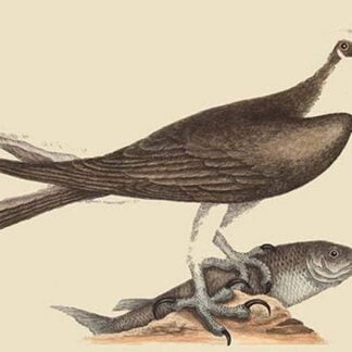 Fishing Hawk by Mark Catesby