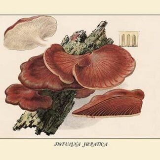 Fistulina Hepatica by W. Hamilton Gibson