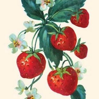 Five Strawberries and Flowers