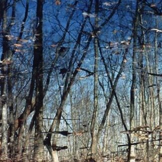 Flag Pond Marsh by Mary Hollinger