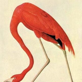 Flamingo by John James Audubon #2