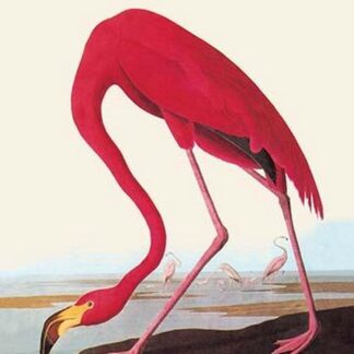 Flamingo by John James Audubon