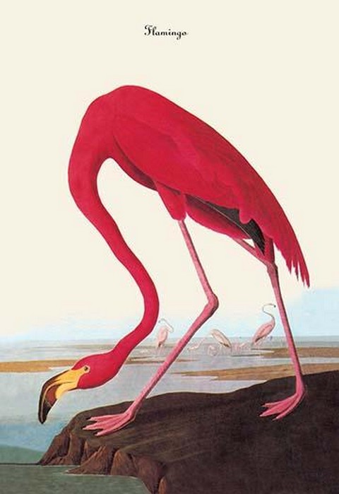Flamingo by John James Audubon