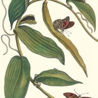 Flat-Leaved Vanilla Plant with a Gulf Fritillary by Maria Sibylla Merian