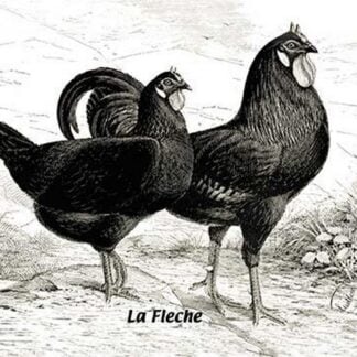 Fleche (Chickens)