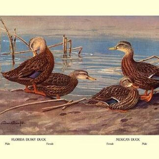 Florida Dusty and Mexican Ducks by Allan Brooks