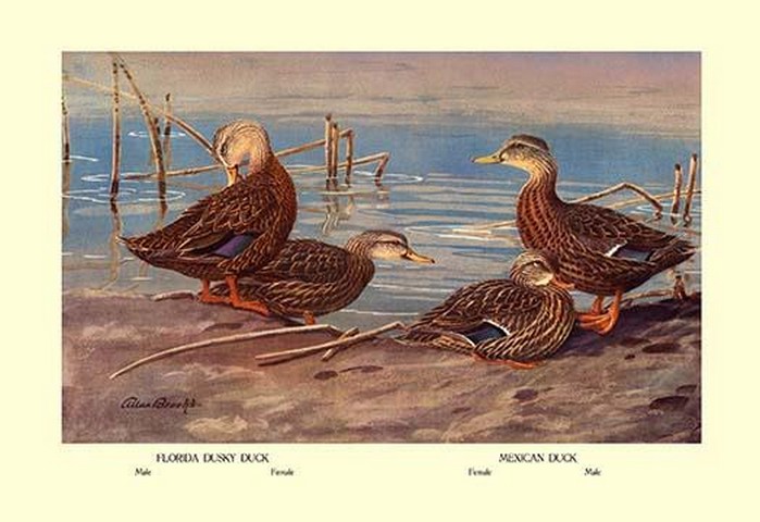 Florida Dusty and Mexican Ducks by Allan Brooks