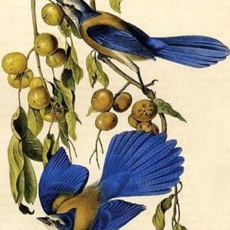 Florida Jay by John James Audubon