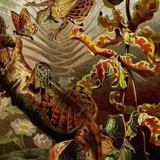 Flying Dragon by Friedrich Wilhelm Kuhnert