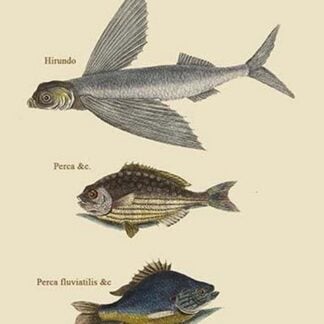 Flying Fish - Rudder Fish - Perch by Mark Catesby