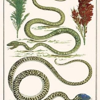 Flying Snake by Albertus Seba