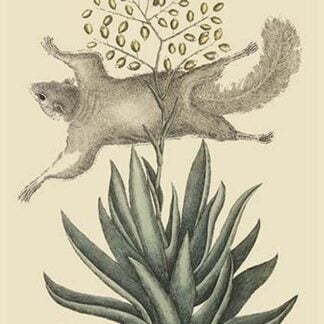 Flying Squirrel by Mark Catesby