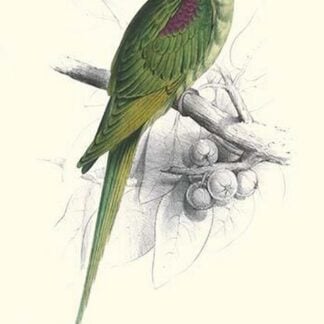 Footed Parakeet - Psittacula Eupatria by Edward Lear