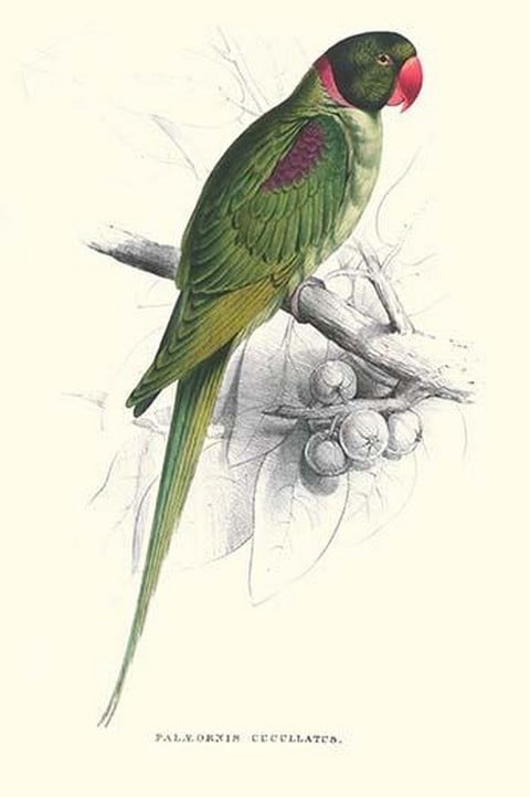 Footed Parakeet - Psittacula Eupatria by Edward Lear
