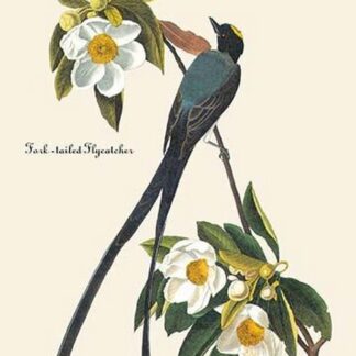 Fork-Tailed Flycatcher by John James Audubon