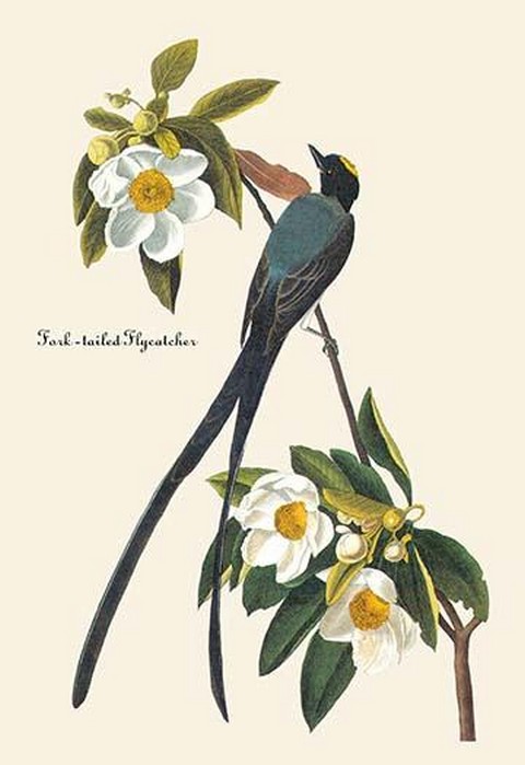 Fork-Tailed Flycatcher by John James Audubon