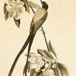Forked Tail Flycatcher by John James Audubon #2