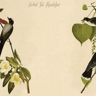 Forked Tail Flycatcher by John James Audubon