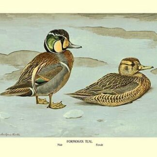 Formosan Teal by Louis Agassil Fuertes
