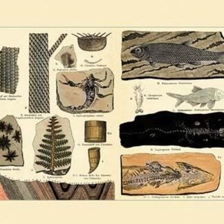 Fossil Ferns and Fish