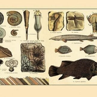 Fossil Ferns and Fish #4