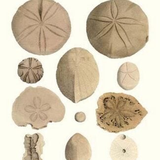 Fossil Sea Urchins by James Parkinson #2