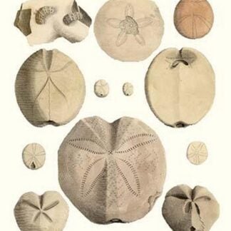 Fossil Sea Urchins by James Parkinson