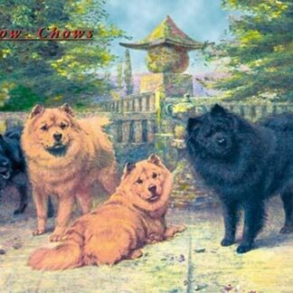 Four Champion Chow-Chows