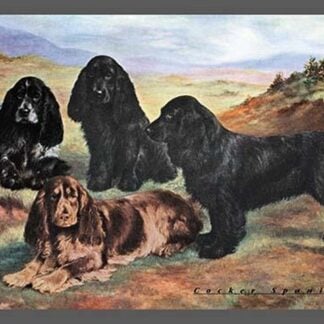 Four Cocker Spaniels