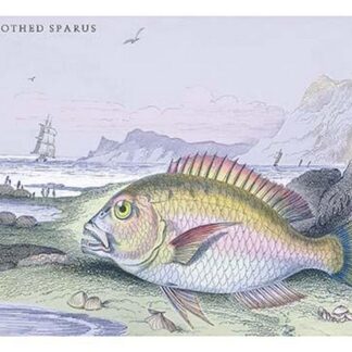 Four Toothed Spaces by Robert Hamilton