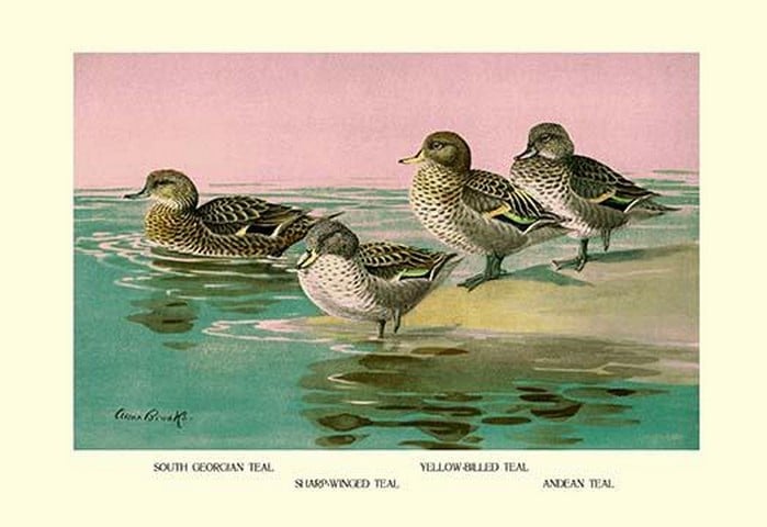 Four Types of Teal Ducks by Allan Brooks