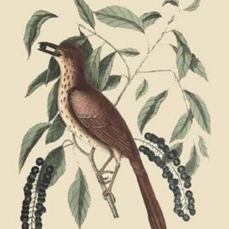 Fox Colored Thrush by Mark Catesby