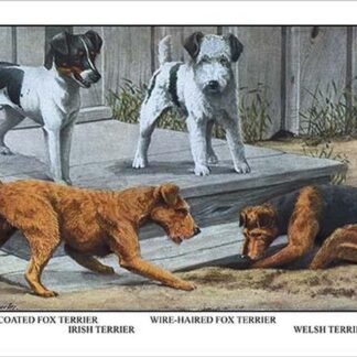 Fox Terrier by Louis Agassil Fuertes