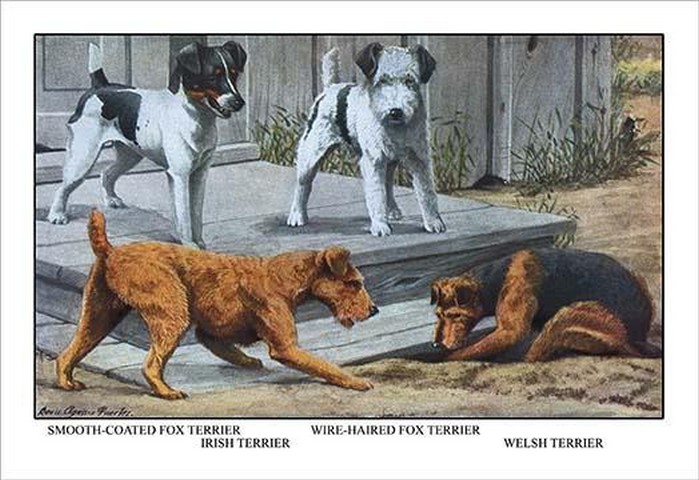 Fox Terrier by Louis Agassil Fuertes