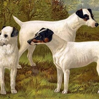 Fox Terriers by Vero Shaw