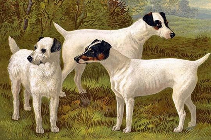 Fox Terriers by Vero Shaw