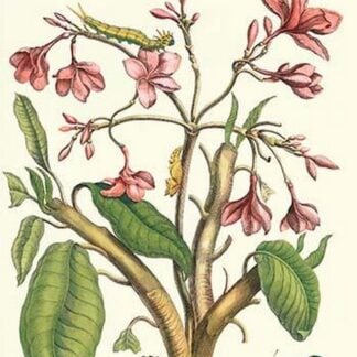 Frangiani and Red Cracker Butterfly by Maria Sibylla Merian