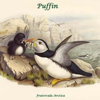 Fratercula Arctica - Puffin by John Gould