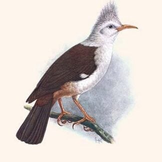 Fregilupus Varius by Lionel Walter Rothschild